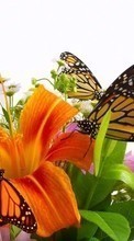 Butterflies,Insects