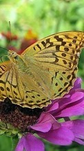 Scaricare immagine 240x400 Butterflies, Insects sul telefono gratis.