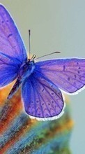 Scaricare immagine Butterflies, Insects sul telefono gratis.
