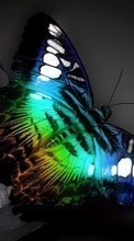Scaricare immagine 320x480 Butterflies, Insects sul telefono gratis.