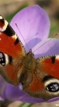 Scaricare immagine 1280x800 Butterflies, Insects sul telefono gratis.