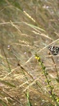 Scaricare immagine Butterflies,Insects,Grass sul telefono gratis.