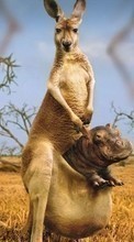 Scaricare immagine Hippos,Kangaroo,Animals sul telefono gratis.