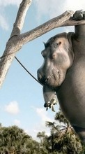 Scaricare immagine Hippos,Pictures,Animals sul telefono gratis.