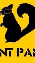 Scaricare immagine Squirrel, Background, Funny, Animals sul telefono gratis.