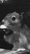 Scaricare immagine Humor, Animals, Squirrel, Rodents, Beer sul telefono gratis.