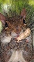 Scaricare immagine 240x400 Animals, Squirrel, Rodents sul telefono gratis.