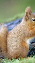 Animals, Squirrel, Rodents per BlackBerry Bold 9900