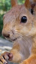 Scaricare immagine Animals, Squirrel, Rodents sul telefono gratis.