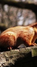 Scaricare immagine Animals, Nature, Squirrel sul telefono gratis.