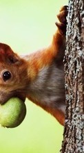 Scaricare immagine Animals, Squirrel sul telefono gratis.