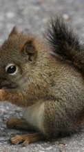 Scaricare immagine 1024x768 Squirrel, Animals sul telefono gratis.