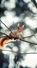 Scaricare immagine Squirrel, Animals sul telefono gratis.