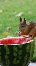Squirrel, Animals per Samsung Star 3 s5220
