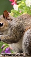 Scaricare immagine Squirrel, Animals sul telefono gratis.
