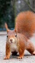 Squirrel,Animals per LG Optimus Pro C660