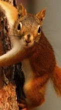 Scaricare immagine Squirrel,Animals sul telefono gratis.