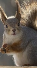 Scaricare immagine Squirrel,Animals sul telefono gratis.