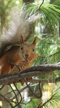 Squirrel,Animals per Samsung Galaxy S Duos 2