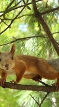 Squirrel,Animals per Nokia Lumia 630 