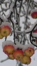 Plants, Winter, Fruits, Apples, Snow per Samsung Galaxy A7