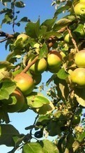 Scaricare immagine Apples,Trees,Plants sul telefono gratis.
