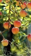 Scaricare immagine Apples, Food, Fruits sul telefono gratis.