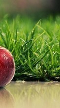 Scaricare immagine Apples,Food,Fruits sul telefono gratis.