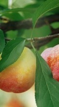 Scaricare immagine Apples, Fruits, Plants sul telefono gratis.