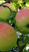 Scaricare immagine Apples,Fruits,Plants sul telefono gratis.