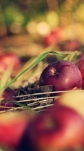 Scaricare immagine Apples,Fruits,Plants sul telefono gratis.
