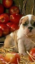 Scaricare immagine Animals, Dogs, Apples sul telefono gratis.
