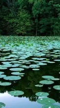 Scaricare immagine Landscape, Water, Swamp, Water lilies sul telefono gratis.