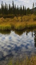 Scaricare immagine Swamp,Landscape,Nature sul telefono gratis.