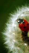 Scaricare immagine Ladybugs, Flowers, Insects, Dandelions, Plants sul telefono gratis.