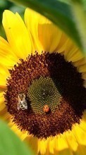 Scaricare immagine Ladybugs, Flowers, Insects, Bees, Sunflowers, Plants sul telefono gratis.