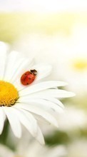 Scaricare immagine Plants, Flowers, Insects, Camomile, Ladybugs sul telefono gratis.