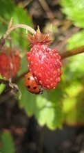 Scaricare immagine Plants, Strawberry, Insects, Ladybugs, Berries sul telefono gratis.