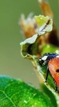 Scaricare immagine Ladybugs, Drops, Insects sul telefono gratis.