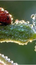 Scaricare immagine Ladybugs, Drops, Insects sul telefono gratis.