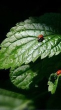 Insects, Leaves, Ladybugs per Sony Xperia Z Ultra