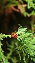 Scaricare immagine Insects, Ladybugs sul telefono gratis.