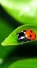 Scaricare immagine 540x960 Insects, Ladybugs sul telefono gratis.