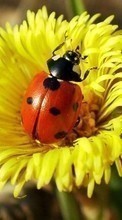 Scaricare immagine Ladybugs, Insects sul telefono gratis.