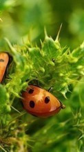 Scaricare immagine Ladybugs, Insects sul telefono gratis.