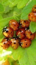 Ladybugs,Insects per Nokia E63