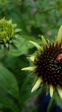 Ladybugs,Insects per Samsung Galaxy Wonder