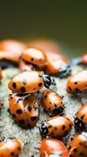 Scaricare immagine 240x320 Insects, Ladybugs sul telefono gratis.