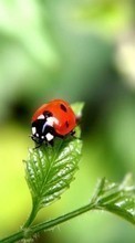 Scaricare immagine 1024x600 Insects, Ladybugs sul telefono gratis.
