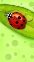 Scaricare immagine Ladybugs, Insects, Pictures sul telefono gratis.